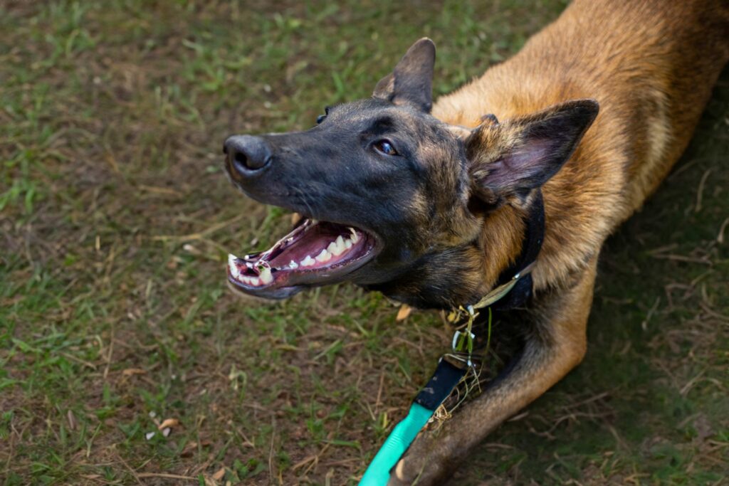 Angry dog with mouth open